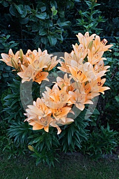 Gorgeous light orange lilies bloom in the garden in July. Lilium, true lilies, is a genus of herbaceous flowering plants. Berlin
