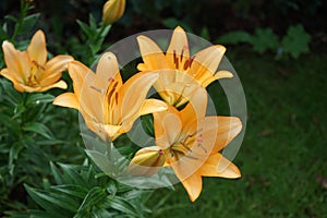 Gorgeous light orange lilies bloom in the garden in July. Lilium, true lilies, is a genus of herbaceous flowering plants. Berlin