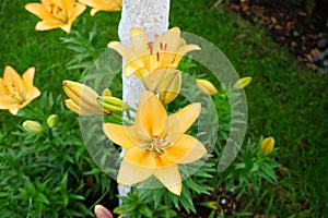 Gorgeous light orange lilies bloom in the garden in July. Lilium, true lilies, is a genus of herbaceous flowering plants. Berlin