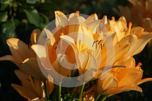 Gorgeous light orange lilies bloom in the garden in July. Lilium, true lilies, is a genus of herbaceous flowering plants. Berlin