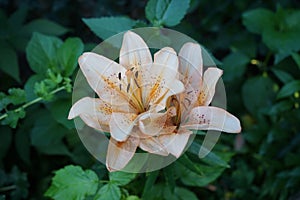 Gorgeous light orange lilies bloom in the garden in July. Lilium, true lilies, is a genus of herbaceous flowering plants. Berlin