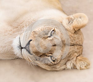 Gorgeous lioness