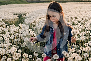 Gorgeous little lady walking in white dandelions field, looking down and searching for best plant with posy in hand.