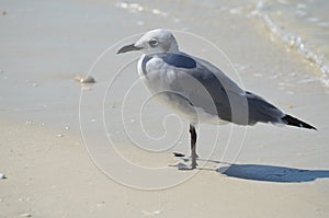 Gorgeous Look at a Seagull Standing on a Sand Beach