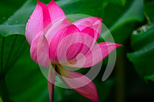 Gorgeous Lotus