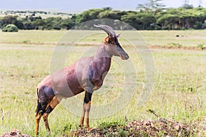 Gorgeous lyrhorny antelope topi