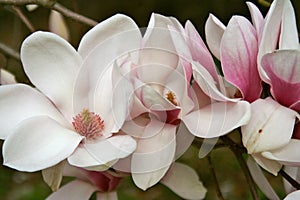 Gorgeous Magnolia Blooms and Bud