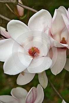 Gorgeous Magnolia Blooms and Bud photo