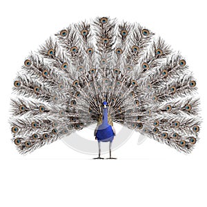 Nádherný samec páv.  trojrozmerný obraz vytvorený pomocou počítačového modelu 