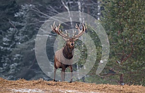 Gorgeous Marriageable Deer Comes Out Of The Forest. Winter Wildlife Landscape With Red Deer Stag. Portrait Of Lonely Deer With Big photo