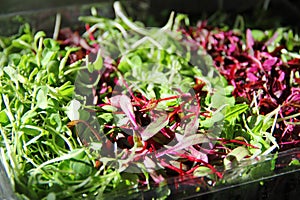 Gorgeous Microgreens
