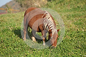 Gorgeous minishetland pony in autumn