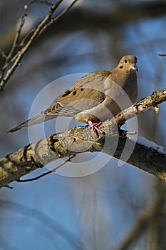 Gorgeous Mourning Dove on Branch II - Zenaida macroura