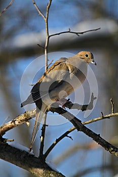 Gorgeous Mourning Dove on Branch - Zenaida macroura