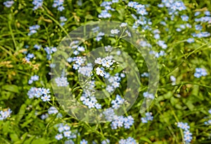 Gorgeous Myosotis sylvatica.