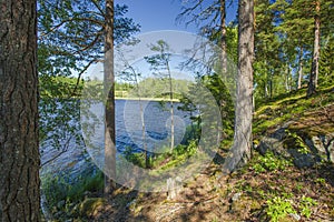 Gorgeous nature landscape view of lake with green tall trees on blue sky background. Sweden, Europe. Beautiful backgrounds.