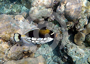 Gorgeous nature painted clown triggerfish in Indian Ocean