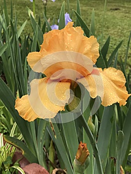 Gorgeous Orange Tall Bearded Iris Blossom - Perennial Flowers