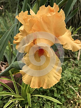 Gorgeous Orange Tall Bearded Iris Blossom - Perennial Flowers