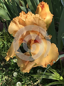 Gorgeous Orange Tall Bearded Iris Blossom - Perennial Flowers