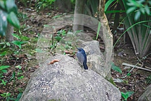 Gorgeous Oriental Magpie Robin perched delicately, its vibrant plumage