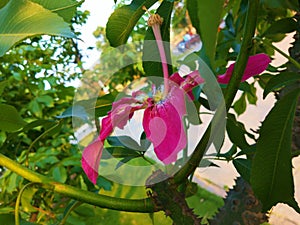 Gorgeous ornamental tree producing profuse amounts of large pink. photo