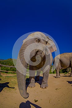 Gorgeous outdoor view of beautiful huge elephant in a gorgeous sunny day with blue sky stretching the trunk asking for