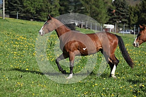 Gorgeous paint horse mare running on pasturage