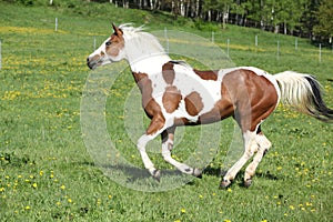 Gorgeous paint horse mare running on pasturage