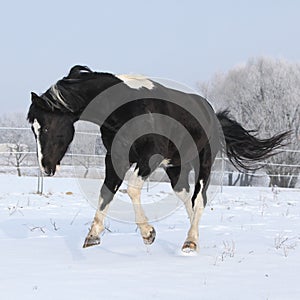 Gorgeous paint horse stallion on winter pasturage