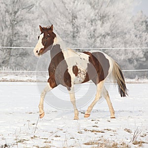 Gorgeous paint horse stallion on winter pasturage