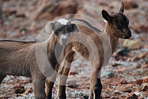 Gorgeous Pair of Two Baby Brown Goats in Aruba