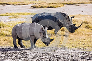 Gorgeous pair wild rhinos
