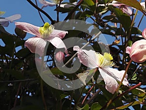 Gorgeous pale pink flowers from Clematis Montana `Mayleen`