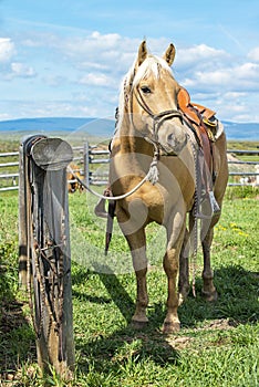 Gorgeous Palomino Horse waiting for Cowboy to Return