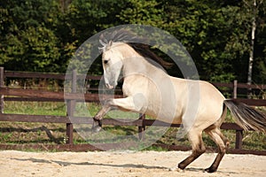 Gorgeous palomino stallion running