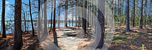 A gorgeous panoramic shot of a dirt footpath through the forest surrounded by lush green and autumn colored pine trees