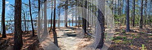 A gorgeous panoramic shot of a dirt footpath through the forest surrounded by lush green and autumn colored pine trees photo
