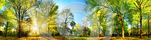 Gorgeous panoramic spring scenery with sunlit trees