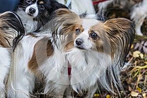 Gorgeous papillons standing in autumn forest