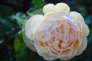 Gorgeous peach peace rose on right hand of frame