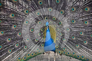 Gorgeous Peacock with Eye Feathers Extended Around Him