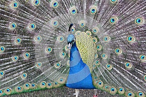 Gorgeous Peacock with tail feathers fanned out