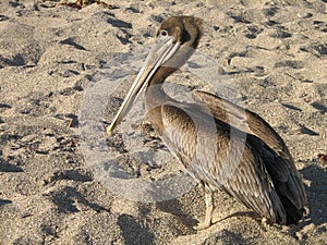 Gorgeous Pelican Standing on a Sandy Beach