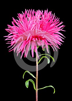 Gorgeous Pink Aster on Black Background