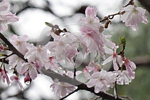 Gorgeous pink cherry blossoms dripping with water