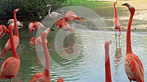 Gorgeous pink flamingos on the lake. Lot of flamingos spend the winter in warm climates in Mexico, Celestun. High
