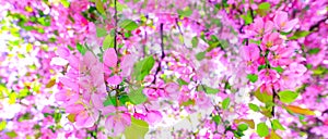 Gorgeous pink flowers as background for easter hollyday. Amazing pink cherry blossom on the tree during spring time. Branch of