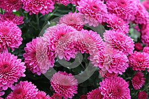 Gorgeous pink flowers with some petals open and others just budding under warm Summer sun