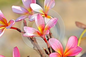 Gorgeous pink frangipani flowers with bright background photo
